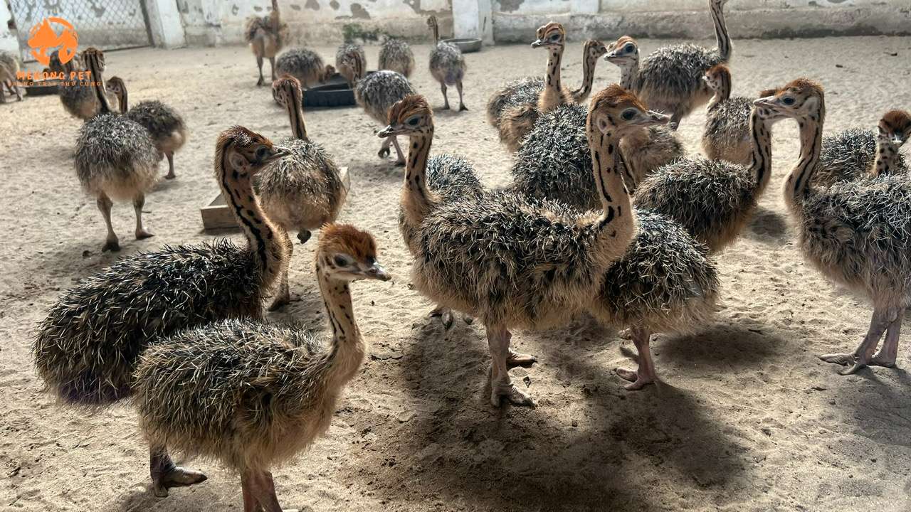 Môi trường nuôi đà điểu con giống 1 tháng tuổi cần sạch sẽ, thoáng mát vẫn đảm bảo ấm áp. Sàn được trải cát tạo điều kiện sống thuận lợi nhất cho chúng